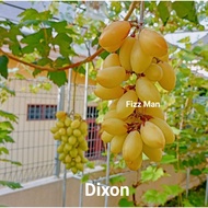 Anak Pokok Anggur (Dixon)