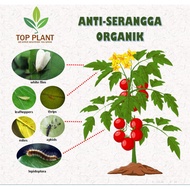 CUKA KAYU THAILAND WOOD VINEGAR ORGANIC ANTI SERANGGA POKOK BAJA FOLIAR PERTUMBUHAN POKOK ORGANIK