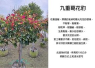 心栽花坊-花豹九重葛棒棒糖/畫報九重葛/棒棒糖造型/10吋/綠化植物/綠籬植物/觀花植物/售價6000特價5000