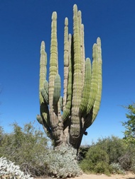 Pachycereus pringlei (Mexican Giant Cardon) (10 เมล็ด)