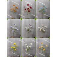🇲🇾Small Daisy Flower 5Head Bunga Daisy x5bunga