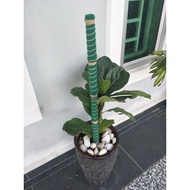 span stick coco stick cocopeat plant support coco peat coir stick blooms  batang sabut kelapa batang