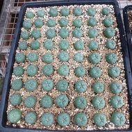 [HCM]Xương Rồng Lopho hạt