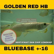 Arwana Golden red Highback HB - BLUEBASE Size -16 Cm MB428