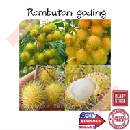 (GG real plant) anak pokok rambutan gading ^ cpt berbuah hybrid premium top quality kebun fruits sedap manis buah