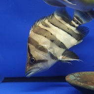 DatZ borneo 3 bar B 28cm