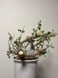 OM橄欖 Commiphora Omundomba