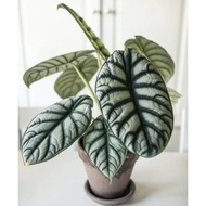 Alocasia Dragon Silver keladi dragon Scale silver