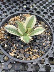 Augustfame - Agave titanota 'Snaggle Tooth' 暴牙 龙舌兰 succulent
