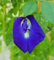 Murang halaman blue butterfly pea BUY 2 TAKE 1 | clitoria ternatea | Live Plants  | Rooted plants | 