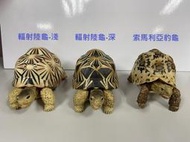 【日本模型】萬代 Bandai GASHAPON 生物大圖鑑 烏龜環保扭蛋 陸龜篇--希臘陸龜/輻射陸龜/印度星龜/豹龜
