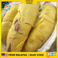 Anak Pokok Durian D208 Gan Hai Kang Hai Pokok Import Dari Thailand