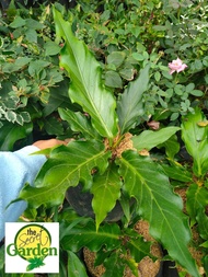 Wave of Love Anthurium with FREE plastic pot and garden soil (plant for indoor and limited stock onl