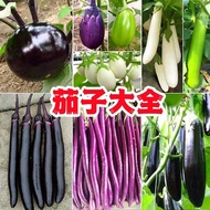 48 Hours Delivery Four Seasons Sowing Beef Heart Eggplant Long Eggplant Hang Eggplant No. 1 Vegetabl
