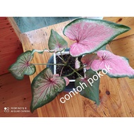 Thai Caladium/Keladi Thai/Keladi Hiasan