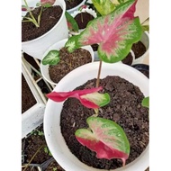 Malaysia Fast Shipping Seed Biji bonggo keladi cat tumpah 50pcs plant seed caladium seed