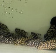 [魚樂園］特價L333 黃金帝王迷宮 5-8公分