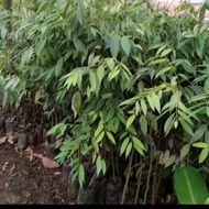 BIBIT POHON NAGASARI LANGKA/ BIBIT KAYU NAGASARI/TANAMAN NAGASARI