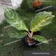 ♞(36) BRILLIANT Aglaonema Uprooted Live Plants (Luzon only)