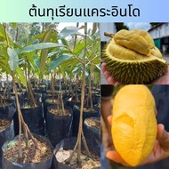 ทุเรียนแคระอินโด ต้นไม้ที่ต่อกิ่งยอดสูง 60-80ซม. ทุเรียนแคระอินโด เป็นไม้ต้นเตี้ย ปลูกดูแลง่าย ข้าวทุเรียนเหลืองหอม