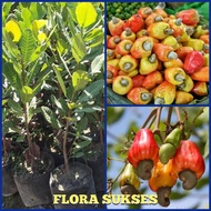 Cashew Guava Plant Seeds, Monkey Guava Seeds, Cashew Guava