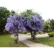 Pokok Sandpaper Vine Purple/White - Pokok bunga menjalar