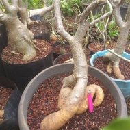 tanamqn adenium/bonsai