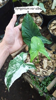 syngonium albo variegata