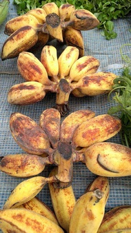 หน่อกล้วย พันธุ์ กล้วยส้ม กล้วยพันธุ์โบราณ หายาก หน่อใหญ๋ แข็งแรง พร้อมปลูก ลำต้นสูง 80-100ซม ต้นไม้แข็งแรงทุกต้น เรารับประกันจัดส่งห่ออย่างดี จัดส่งสินค้าตามรูป