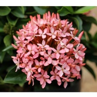 🍃ZN LIVE PLANT🍃 Ixora Sunkist Mini Pink