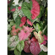 Caladium (Thai hybrid/Thai Beauty/Daging) - 14CM POT keladi