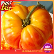 5 Pcs Heirloom Pineapple Tomato Seeds Tomato Nanas 凤梨古老番茄种子 Ready Stock Sarawak