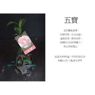 心栽花坊-五寶/茶花/茶花苗/小品售價60特價50