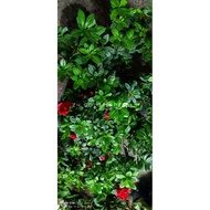 AZALEA RED / AZALEA MERAH ~ LIVE ONLY