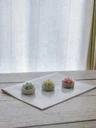 【香氛擺飾小物】造型擴香 / 多肉仙人掌盆栽 / 附5ML香精油