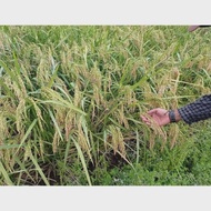Benih Padi Super Hibrida Bshs-3H 1kg👉5kg👉15kg