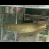 Terbaru Ikan Arwana Silver Brazil Terlaris