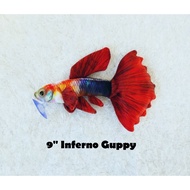 Inferno Guppy - Original Green Pleco Plushies, Fish Aquarium Collectibles (9 inch)