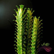 (Indoor Plant) Euphorbia Lactea Variegated Succulent Plant by LS Group