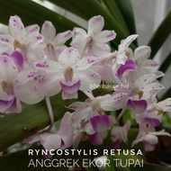 Ryncostylis Retusa Anggrek Vanda Retusa Ekor Tupai/Anggrek Vanda