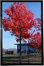 Medog 9x12 Picture Frame Set of 1 Black 9x12 Inch Picture Frames Display Pictures 9x12 Without Mat W