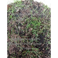 Manila Grass Seeds - 6000   Seed Biji Benih Rumput Manila, Carpet Grass, Lawn Grass, Zoysia Grass, M