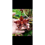 GRAMMATOPHYLLUM KINABALUENSIS..(wild orchid)