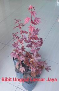 tanaman hias red panama/ mamble