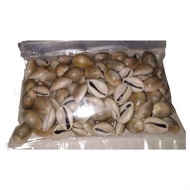 kuwuk kerang - traditional toys