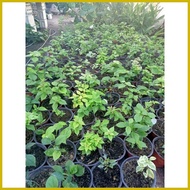 ∈ ▩ ◧ Bougainvillea cuttings (RARE VARIETIES WITH FREEBIES) not yet rooted