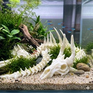 FISH TANK DROP CACTUS - 60cm - 30cm