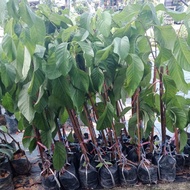 Pokok Buah Nona Kahwin