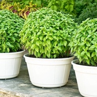 Basil Organic 100-130 Seeds Heirloom Specially Sourced For SG