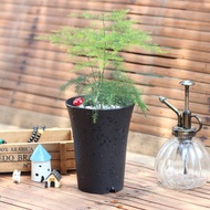 Home Decoration Green plants seed Artificial plant Asparagus pot tanaman asas tanaman hijau tanaman bunga semai tanah hi